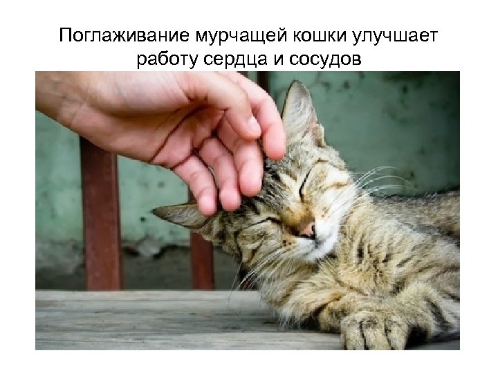 Поглаживание мурчащей кошки улучшает работу сердца и сосудов 