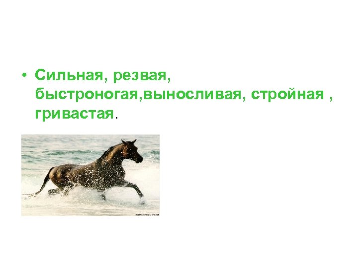  • Сильная, резвая, быстроногая, выносливая, стройная , гривастая. 