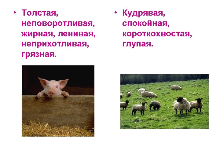  • Толстая, неповоротливая, жирная, ленивая, неприхотливая, грязная. • Кудрявая, спокойная, короткохвостая, глупая. 