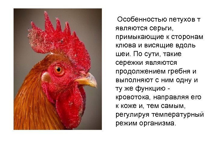 Особенностью петухов т являются серьги, примыкающие к сторонам клюва и висящие вдоль шеи. По