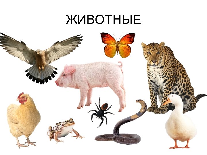 ЖИВОТНЫЕ 