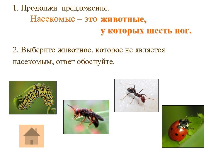 1. Продолжи предложение. Насекомые – это животные, у которых шесть ног. 2. Выберите животное,