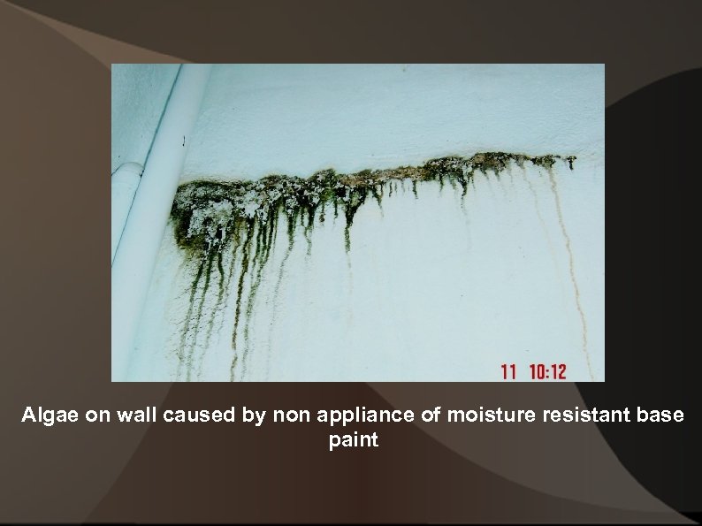 Algae on wall caused by non appliance of moisture resistant base paint 