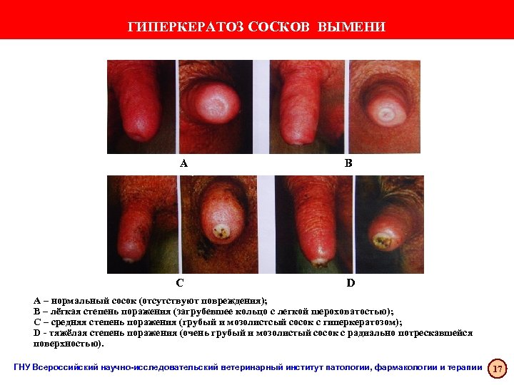 ГИПЕРКЕРАТОЗ СОСКОВ ВЫМЕНИ A С B D A – нормальный сосок (отсутствуют повреждения); B