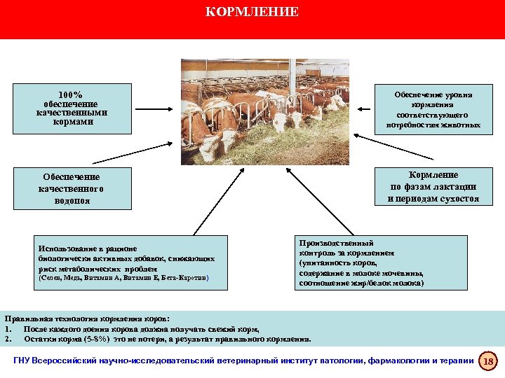 КОРМЛЕНИЕ 100% обеспечение качественными кормами Обеспечение уровня кормления соответствующего потребностям животных Обеспечение качественного водопоя