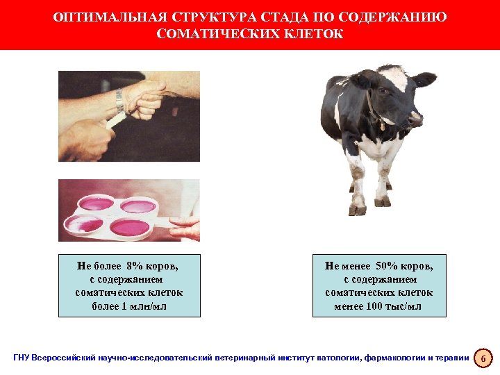 ОПТИМАЛЬНАЯ СТРУКТУРА СТАДА ПО СОДЕРЖАНИЮ СОМАТИЧЕСКИХ КЛЕТОК Не более 8% коров, с содержанием соматических