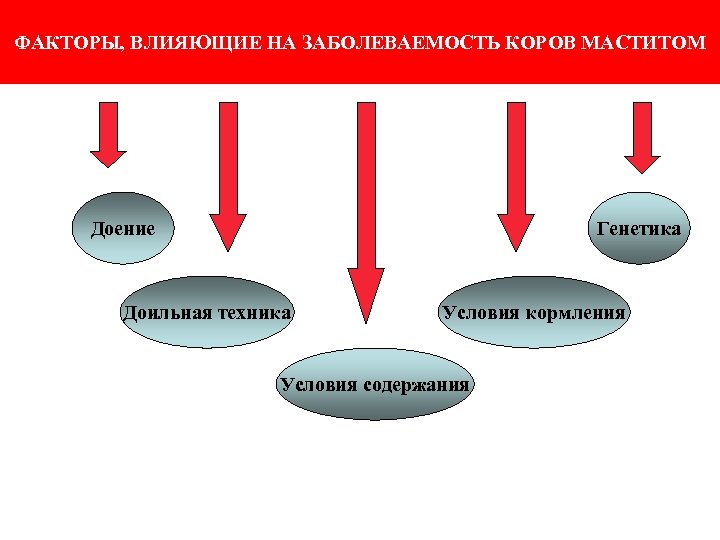 ФАКТОРЫ, ВЛИЯЮЩИЕ НА ЗАБОЛЕВАЕМОСТЬ КОРОВ МАСТИТОМ Доение Генетика Доильная техника Условия кормления Условия содержания