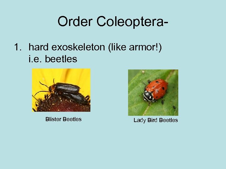 Order Coleoptera 1. hard exoskeleton (like armor!) i. e. beetles Blister Beetles Lady Bird