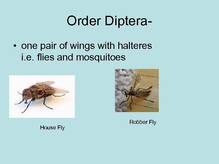 Order Diptera • one pair of wings with halteres i. e. flies and mosquitoes