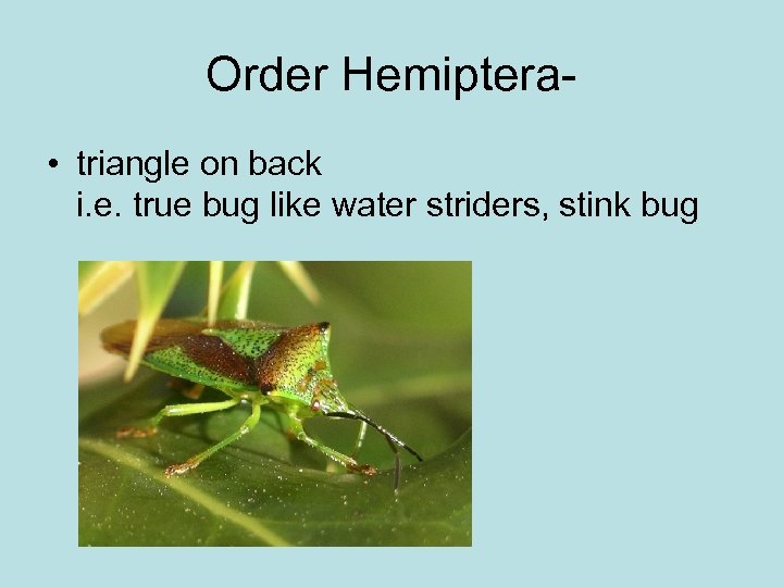 Order Hemiptera • triangle on back i. e. true bug like water striders, stink