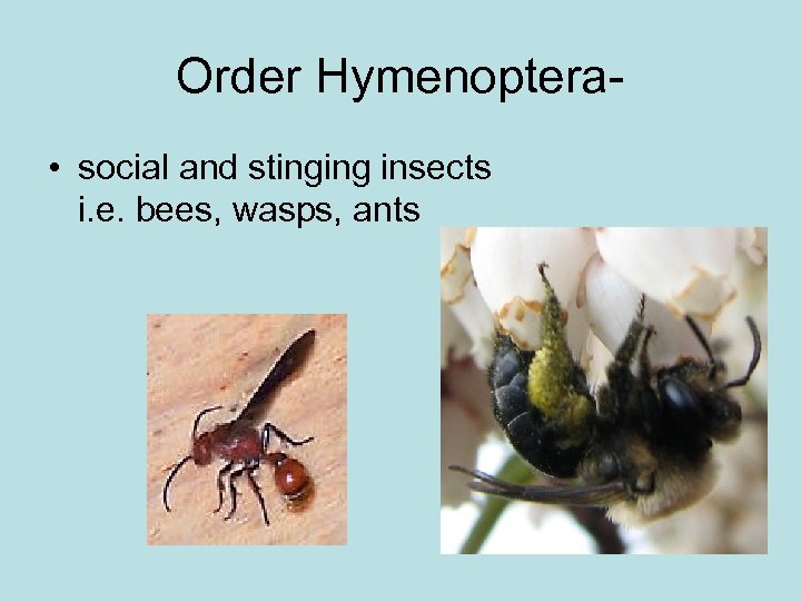 Order Hymenoptera • social and stinging insects i. e. bees, wasps, ants 