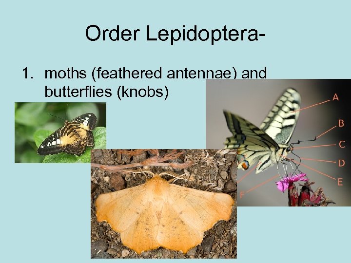 Order Lepidoptera 1. moths (feathered antennae) and butterflies (knobs) 