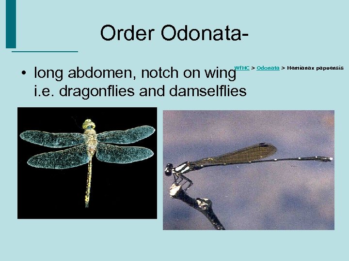  Order Odonata- • long abdomen, notch on wing i. e. dragonflies and damselflies