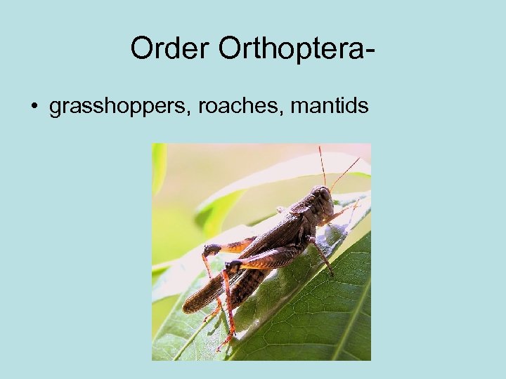 Order Orthoptera • grasshoppers, roaches, mantids 