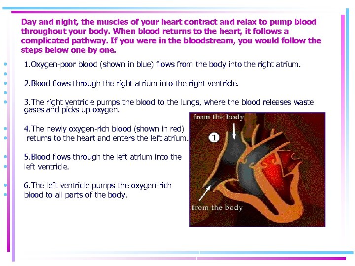 Day and night, the muscles of your heart contract and relax to pump blood