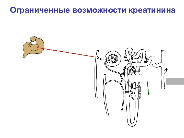 Ограниченные возможности креатинина 