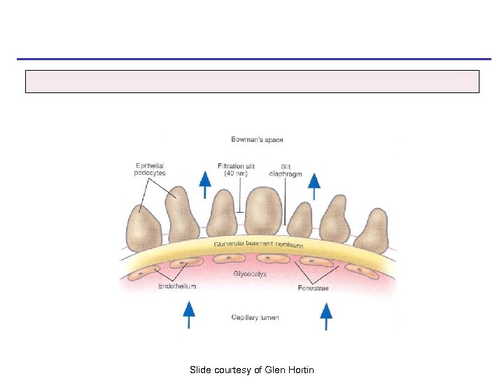 Slide courtesy of Glen Hortin 