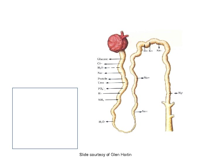 Slide courtesy of Glen Hortin 