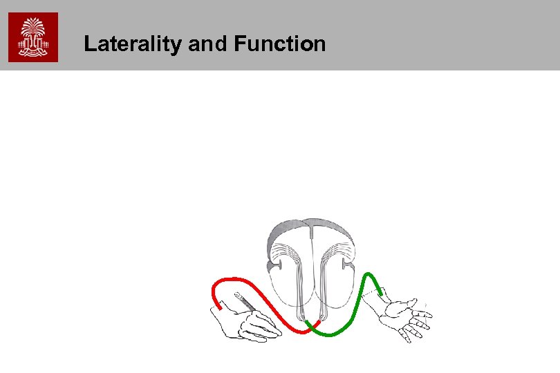 Laterality and Function 