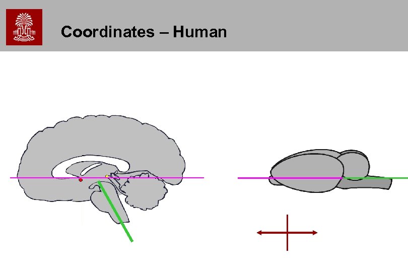 Coordinates – Human 