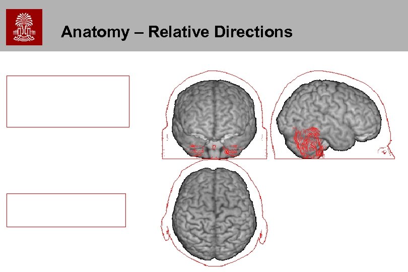 Anatomy – Relative Directions 