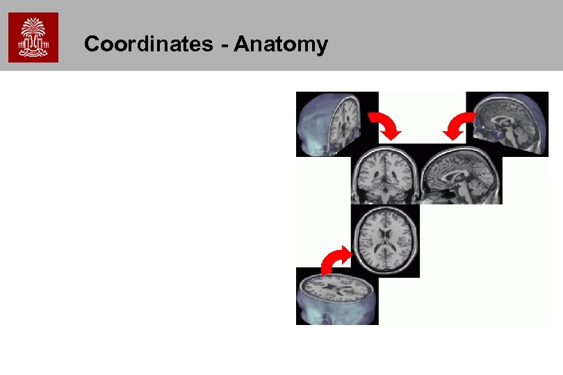 Coordinates - Anatomy 