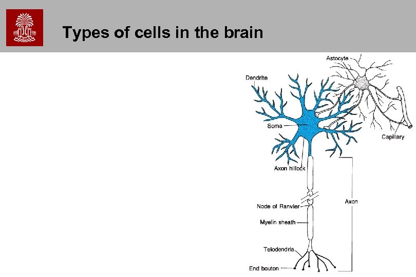 Types of cells in the brain 