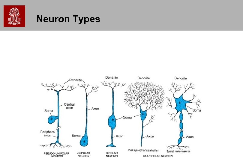 Neuron Types 