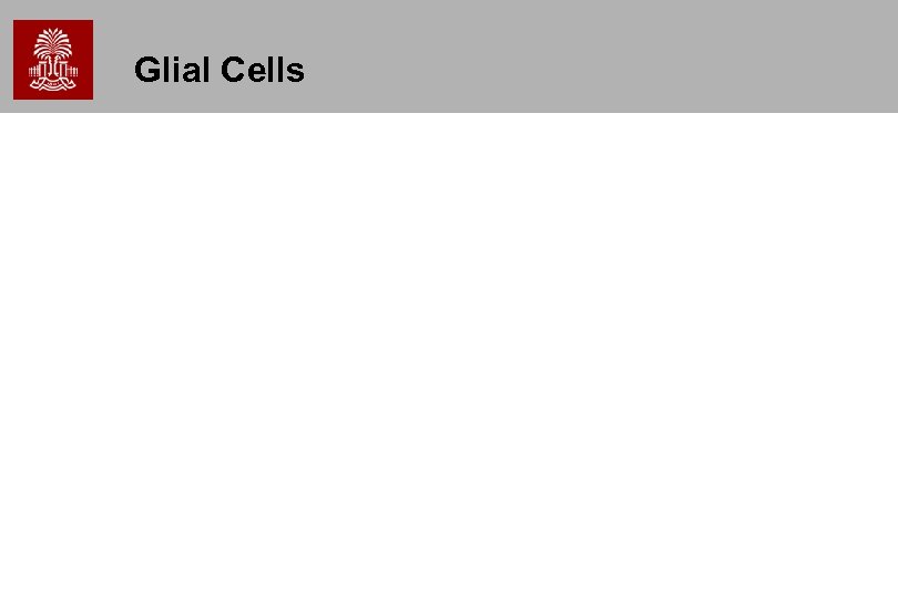 Glial Cells 