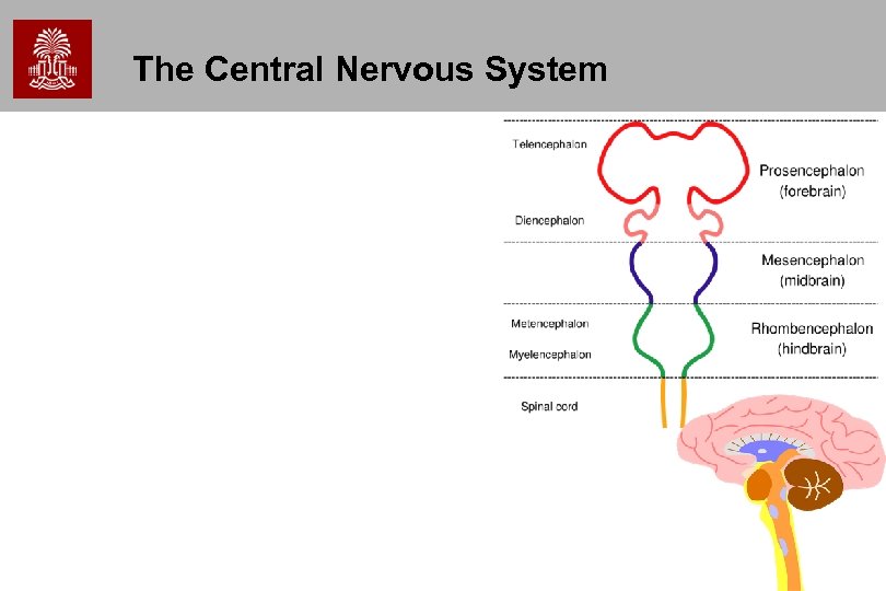 The Central Nervous System 