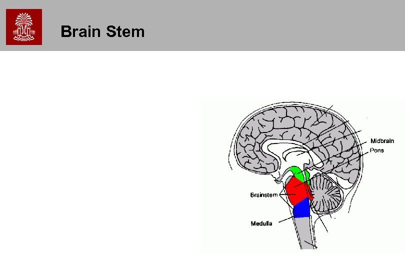 Brain Stem 
