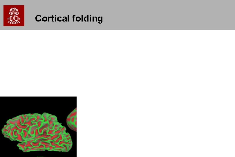 Cortical folding 
