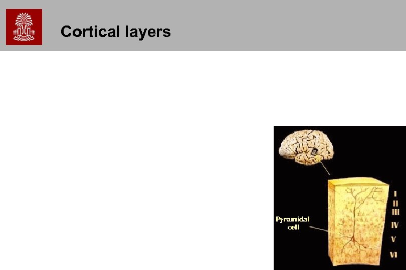 Cortical layers 