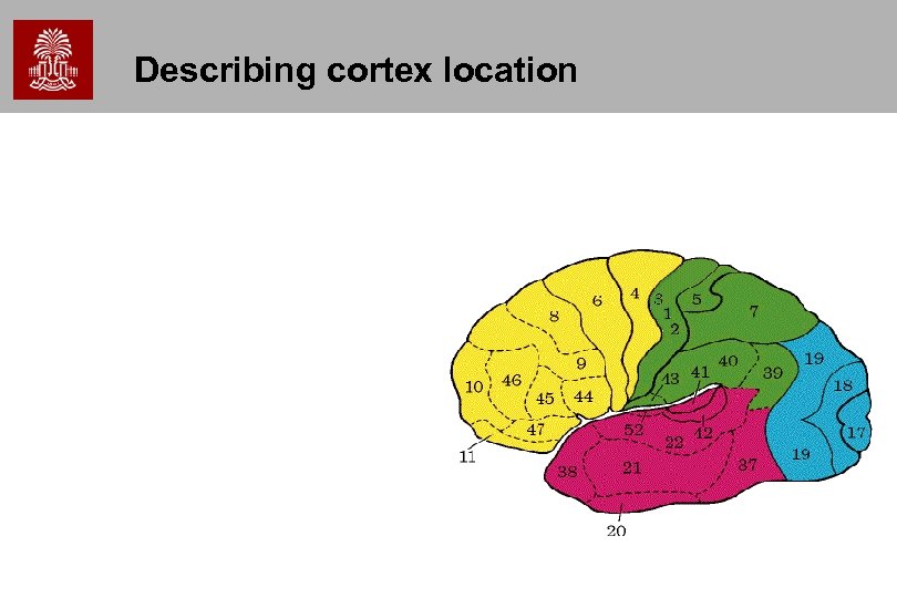 Describing cortex location 