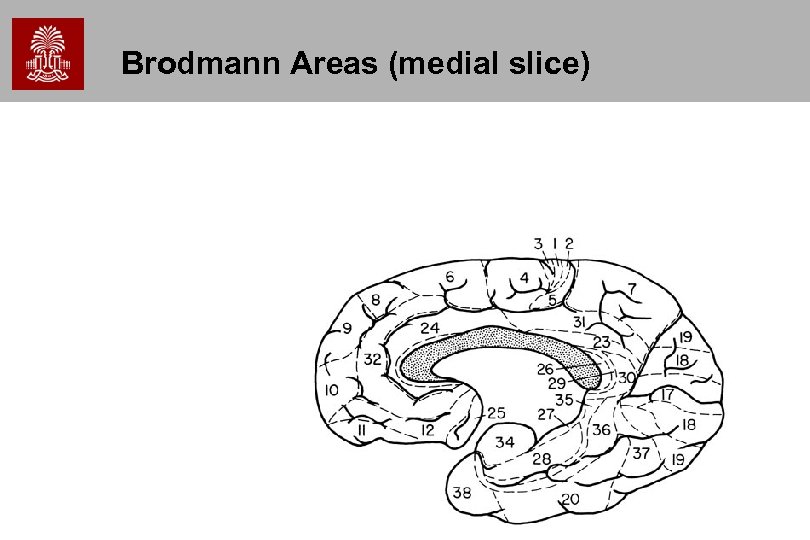 Brodmann Areas (medial slice) 