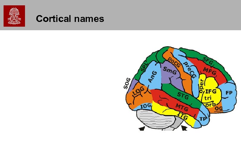 Cortical names 