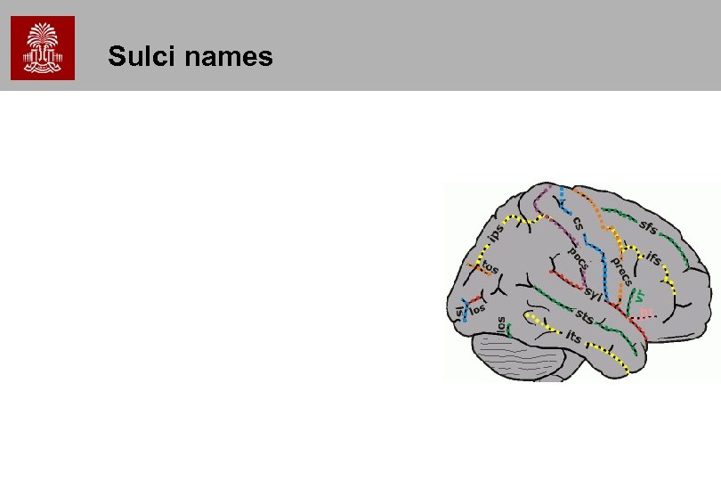 Sulci names 