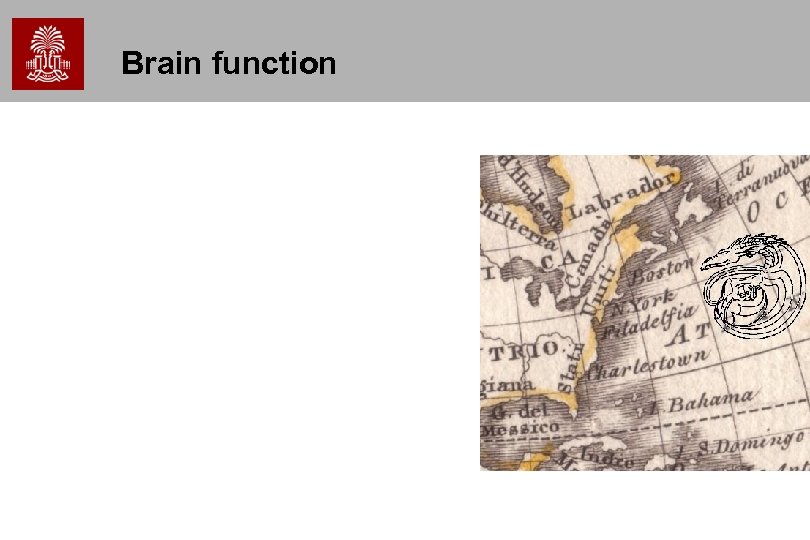 Brain function 