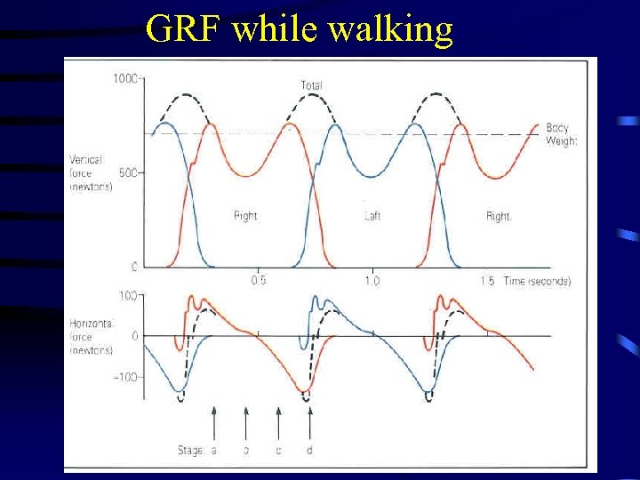 GRF while walking 12 