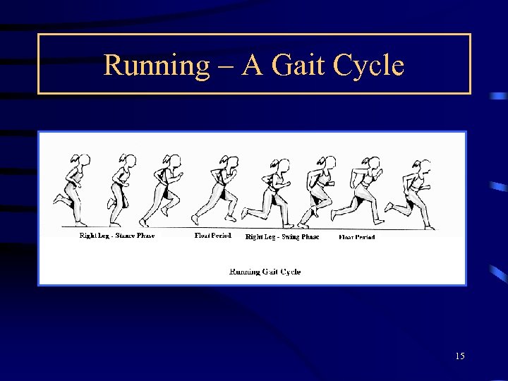 Running – A Gait Cycle 15 