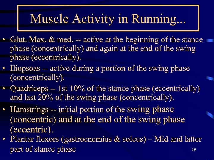 Muscle Activity in Running. . . • Glut. Max. & med. -- active at