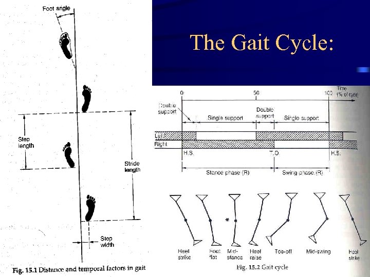 The Gait Cycle: 5 