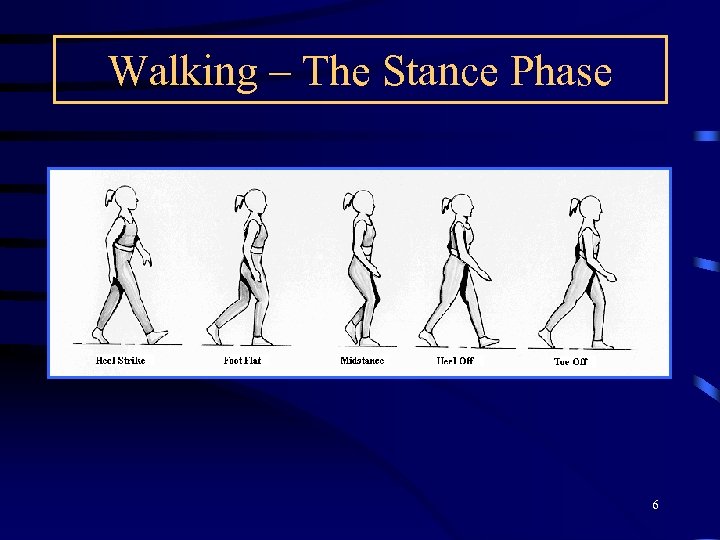 Walking – The Stance Phase 6 