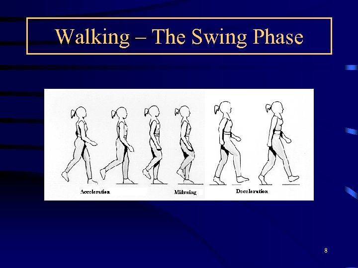 Walking – The Swing Phase 8 