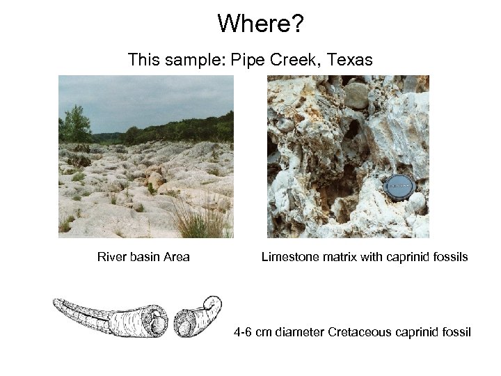Where? This sample: Pipe Creek, Texas River basin Area Limestone matrix with caprinid fossils