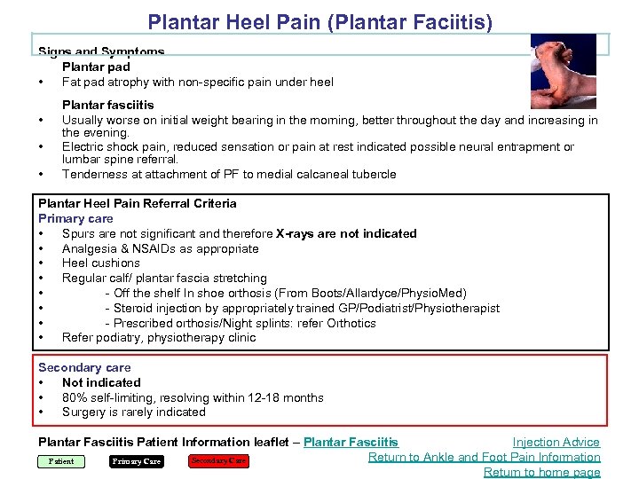 Plantar Heel Pain (Plantar Faciitis) Signs and Symptoms Plantar pad • Fat pad atrophy