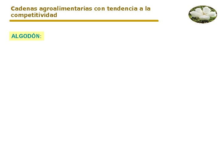 Cadenas agroalimentarias con tendencia a la competitividad ALGODÓN: 