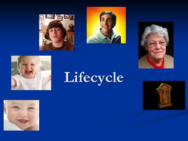 Lifecycle 