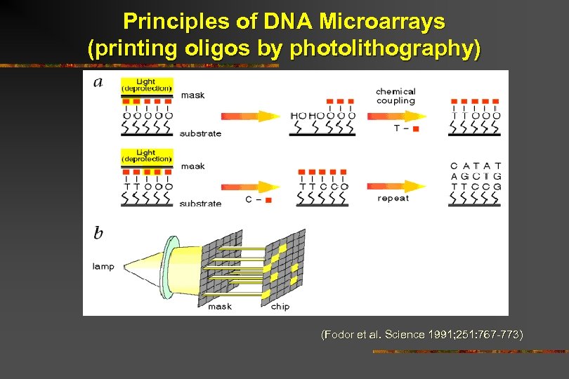 Principles of DNA Microarrays (printing oligos by photolithography) (Fodor et al. Science 1991; 251: