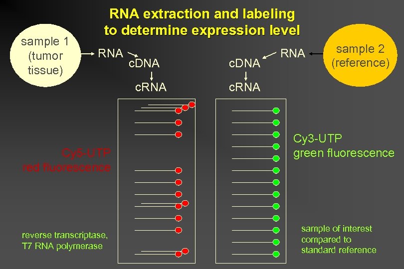 sample 1 (tumor tissue) RNA extraction and labeling to determine expression level RNA c.